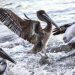 Pelicans, the birds that are being affected by avian influenza in eastern Venezuela. Photo: Charly Triballeau/AFP.