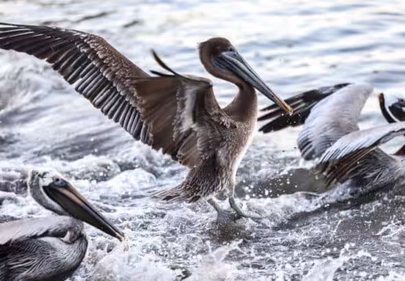 Pelicans, the birds that are being affected by avian influenza in eastern Venezuela. Photo: Charly Triballeau/AFP.