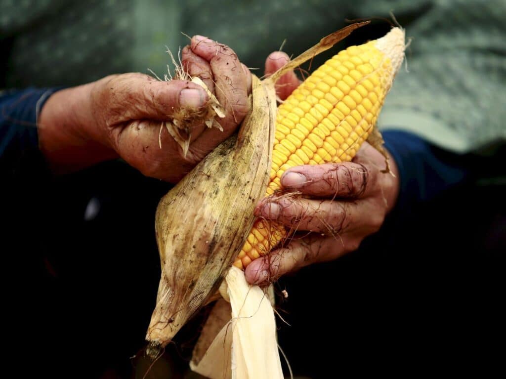 Hands coated in dirt tear the husk off a cob of yellow corn. File photo.