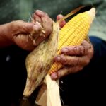 Hands coated in dirt tear the husk off a cob of yellow corn. File photo.