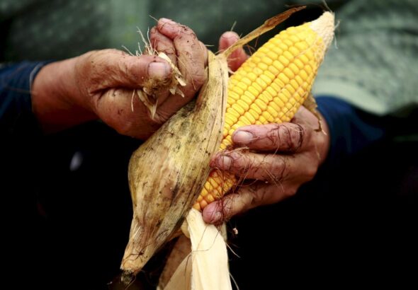 Hands coated in dirt tear the husk off a cob of yellow corn. File photo.