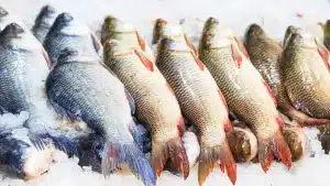 Fish on ice in a retail stand. File photo.