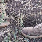 A PFM-1 anti-personnel land mine is seen in a field, near the town of Artyomovsk (known as Bakhmut in Ukraine), Donetsk People's Republic. Photo: Viktor Antonyuk/Sputnik.