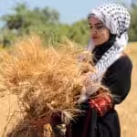 Palestinian young woman with a handful of wheat in her hands at a Nakba commemorative event in Khan Yunis, Gaza. Photo: Mahmoud Ajjour/The Palestine Chronicle.