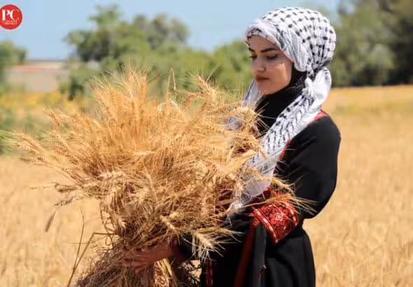 Palestinian young woman with a handful of wheat in her hands at a Nakba commemorative event in Khan Yunis, Gaza. Photo: Mahmoud Ajjour/The Palestine Chronicle.