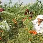 Organic-Farming