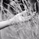 Hand touching rice stalks. File photo.