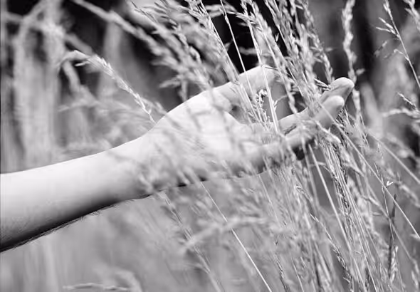 Hand touching rice stalks. File photo.