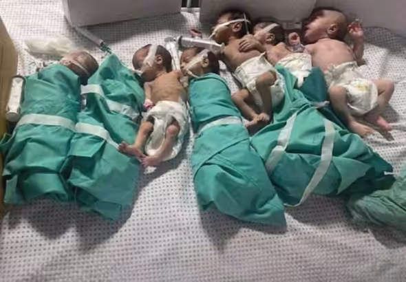 Newborn babies in al-Shifa hospital are taken out of the incubators due to a lack of oxygen, then swaddled and laid down seven or eight to a bed in a desperate effort to keep them warm and alive. Photo: Reuters.