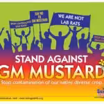 GM-Mustard