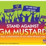 GM-Mustard
