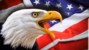 Bald Eagle with a flag of the US regime in the background. Photo: File photo.