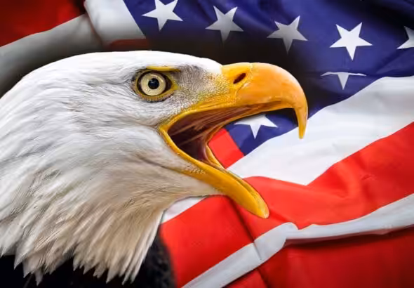 Bald Eagle with a flag of the US regime in the background. Photo: File photo.