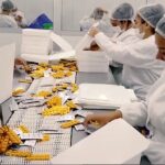 Workers in a pharmaceutical production line. Photo: File photo.