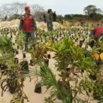 Venezuelan soldiers during a reforestation mission in the Canaima National Park in 2023. Photo: FANB/File photo.