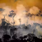 Forest next to the limits of the Kaxarari indigenous territory, in Lábrea, Amazonas state, during the 2020 burning season in the Brazilian Amazon. Photo: Christian Braga/Greenpeace.