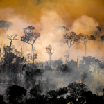 Forest next to the limits of the Kaxarari indigenous territory, in Lábrea, Amazonas state, during the 2020 burning season in the Brazilian Amazon. Photo: Christian Braga/Greenpeace.