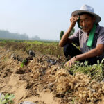 Asian farmer seated on a field cleaning sweat from his forehead. Photo: Sohu.com