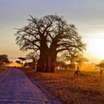 Baobab tree beside a dirt road in Zimbabwe. Photo: wallup.net.
