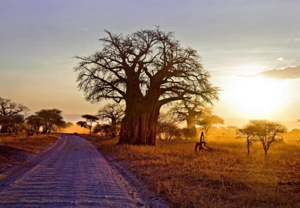 Baobab tree beside a dirt road in Zimbabwe. Photo: wallup.net.