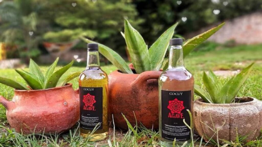 Bottles of cocuy in front of the agave plant it is produced from. Photo: Twitter/Alba Ciudad.