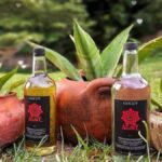 Bottles of cocuy in front of the agave plant it is produced from. Photo: Twitter/Alba Ciudad.