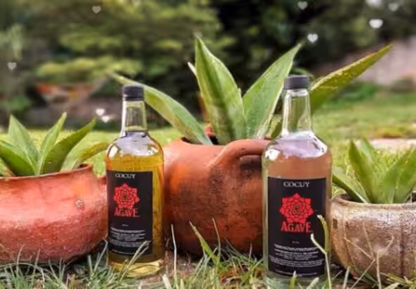 Bottles of cocuy in front of the agave plant it is produced from. Photo: Twitter/Alba Ciudad.
