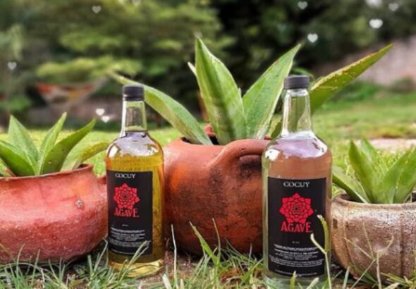 Bottles of cocuy in front of the agave plant it is produced from. Photo: Twitter/Alba Ciudad.