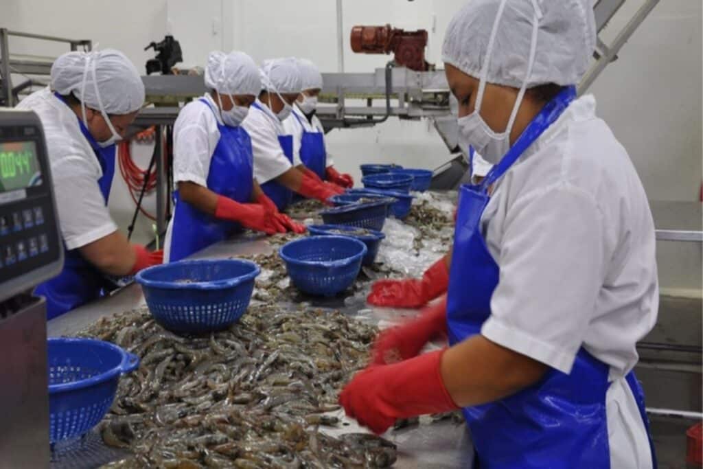 Workers at a shrimp farm in Venezuela. File photo.