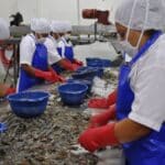 Workers at a shrimp farm in Venezuela. File photo.
