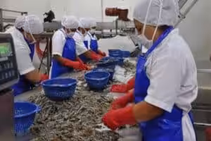 Workers at a shrimp farm in Venezuela. File photo.