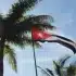 The Cuban flag flies among palm trees. File photo.