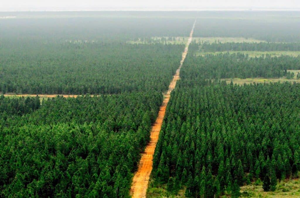 Uverito Forest in Venezuela, the largest man-made forest in the world. File photo.