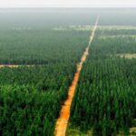 Uverito Forest in Venezuela, the largest man-made forest in the world. File photo.