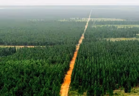 Uverito Forest in Venezuela, the largest man-made forest in the world. File photo.