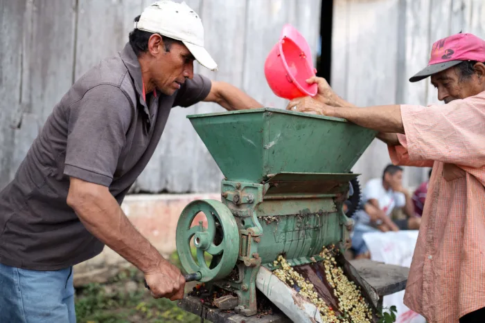 Co-op member Eleuterio Rios processing organic coffee by hand El Porvenir. Photo: Their Bucks Coffee.
