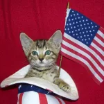 A tabby kitten wearing a small patriotic "Uncle Sam" style hat and posing with a US flag. Photo: JonnieEngland/Getty Images/iStockphoto/file photo.