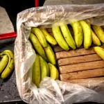 Cocaine hidden in a banana box seized in the United Kingdom in 2021. Photo: The Independent/file photo.
