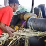 Cumanacoa commune member works on molasses production. Photo: Últimas Noticias.