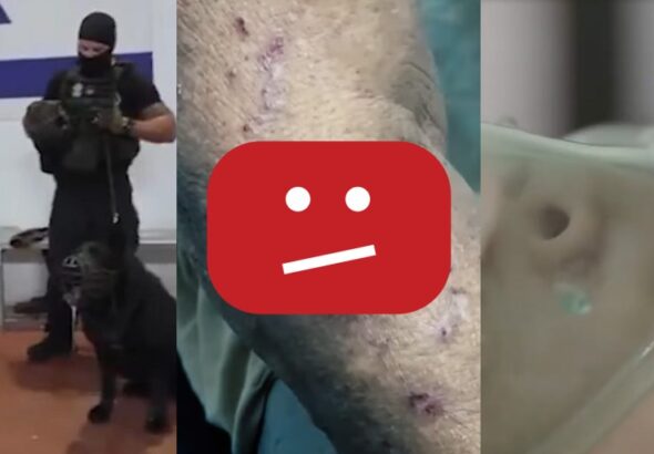 Palestinian Centre for Human Rights, Al Mezan Center for Human Rights. Collage: The Intercept/Screenshots.