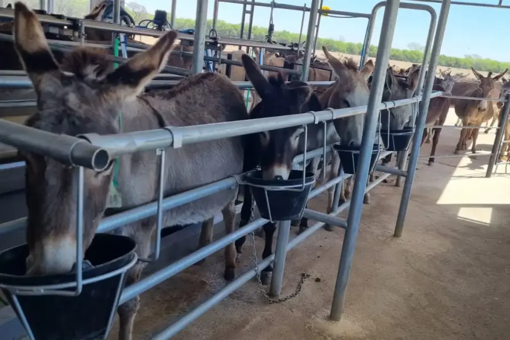 Donkey farm in Córdoba, Argentina. Photo: La Nación.