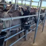 Donkey farm in Córdoba, Argentina. Photo: La Nación.