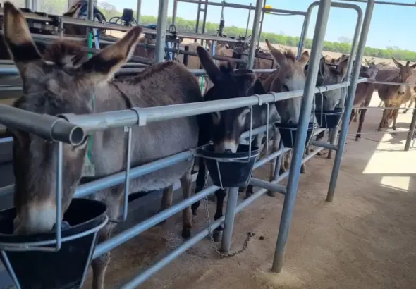 Donkey farm in Córdoba, Argentina. Photo: La Nación.