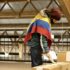 A Colombian voter, wearing a poncho with the colors of the Colombian flag, casts his ballot. File photo.