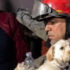 A firefighter assesses a dog affected by the earthquakes of June 24 in Venezuela. Photo: Redes Sociales.