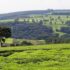 Lush tea plantations situated in the highlands near Kericho, Kenya. Photo: Wikimedia Commons.
